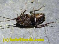 /home//u458753944/public_html/sourcegallery//Insects and small critters/roaches (Blattodea)/P1060841.JPG